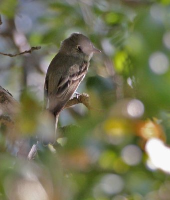 Dusky Flycatcher