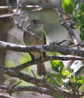 Dusky Flycatcher