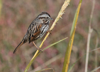 Alameda Song Sparrow