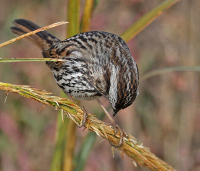 Alameda Song Sparrow