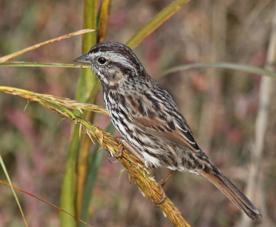 Alameda Song Sparrow