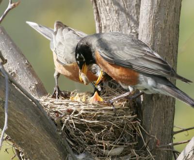 Robin Family, April 2006