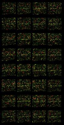 Microarray Image S0507.jpg
