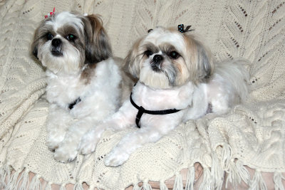the_girls_after_the_groomer_january_2010