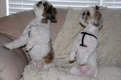the_girls_after_the_groomer_january_2010
