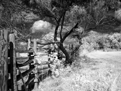 fence1.jpg