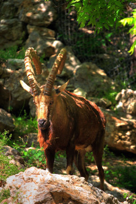 horns2.jpg