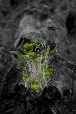 stump
