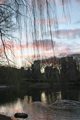 NYC central pk evening willow