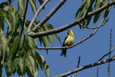 Goldfinch