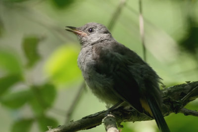 Baby Catbird