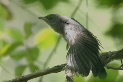 Baby Catbird