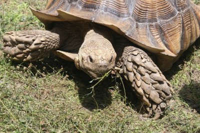 snapping_turtle.jpg