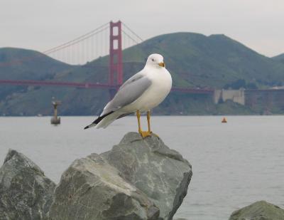 Seagull, San Fran