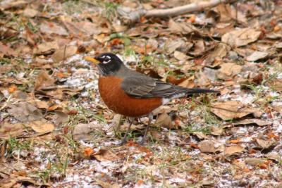 Robin