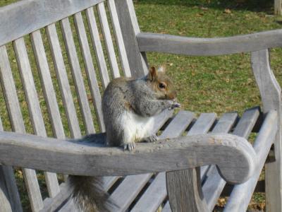 Squirrel, Bench