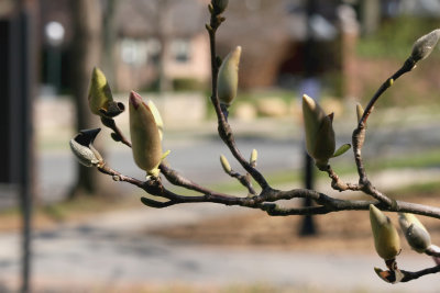 Magnolia Branch.jpg
