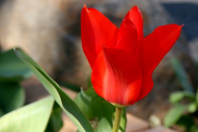Red Tulip.jpg