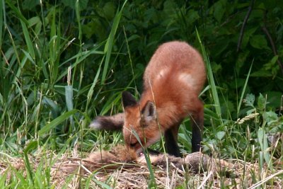 Red Fox - Season Three