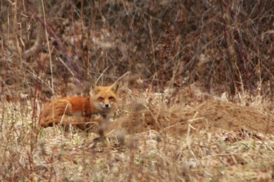 male fox.jpg