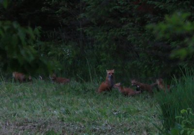 Sadly, I only was able to get one glimpse of the litter before Mama fox moved them.   