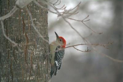 Red-Bellied Woodpecker Male