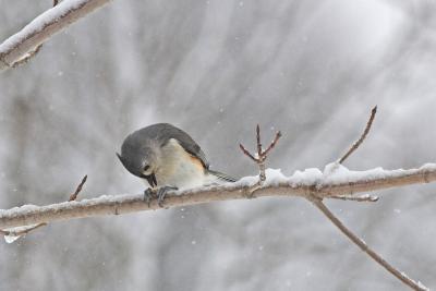 Tufted Titmouse