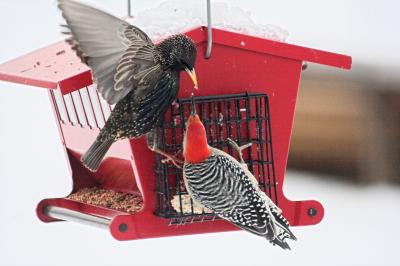 A starling and a Male Red Bellied Woodpecker bicker over the suet.