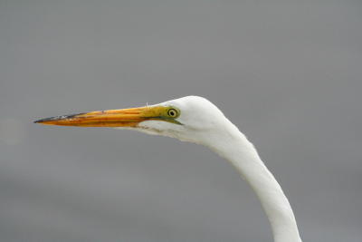 Snowy Egret