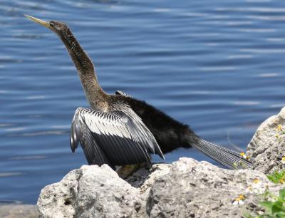 Water Turkey (Florida)