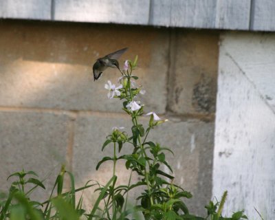 hummer flower 1.jpg