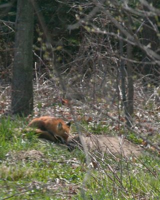 Red Fox 2008