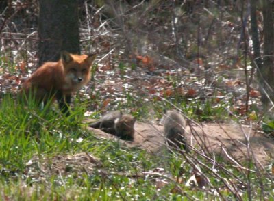 Red Fox 2008