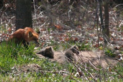 Red Fox 2008