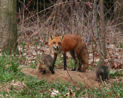 Red Fox 2008