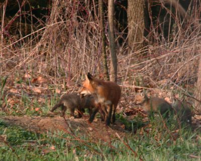 Red Fox 2008