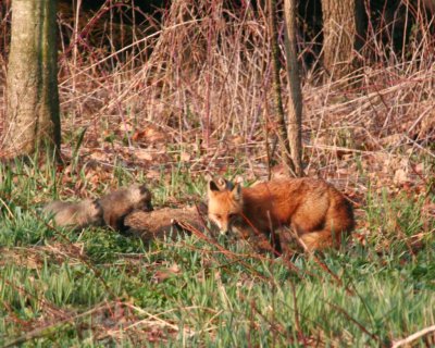 Red Fox 2008