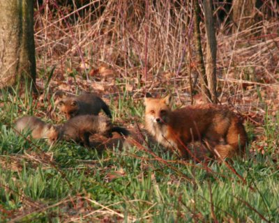 Red Fox 2008