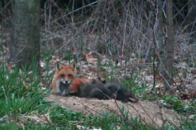 Evening shot of Mother Fox relaxing with her family.