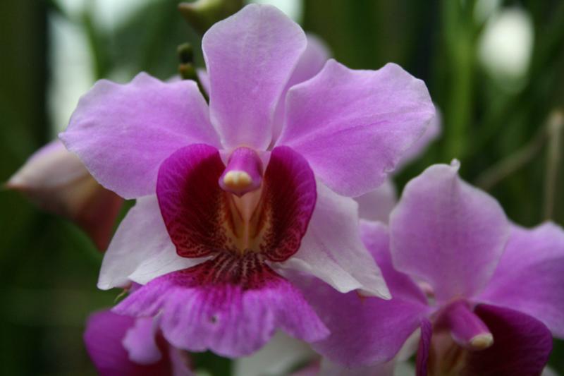 vanda miss joaquin