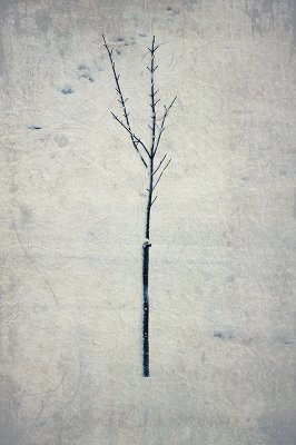 04-02-09 snowy tree