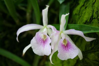 orchid garden III