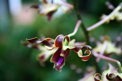 orchid garden V