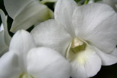 orchid garden VIII
