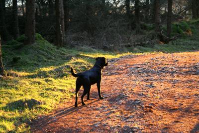 late evening sun