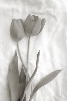02-02-06 tulips