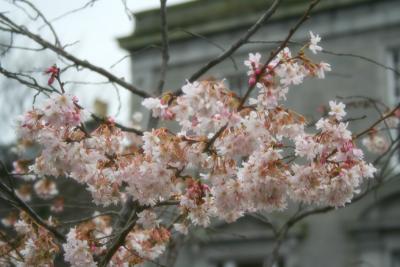 27-02-06 cherry blossom