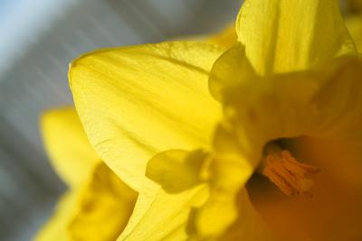 the humble daffodil