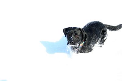03-03-06 snow dog