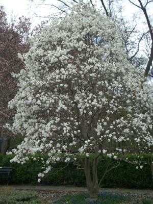 g3/58/515658/3/58494469.CGWhiteTree.jpg